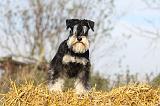 SCHNAUZER NAIN 053